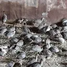 فروخ دجاج حبشي نظيفه صحه شرط