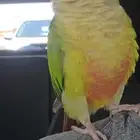 كنيور اليف ومتكلم بسعر مغري جدا