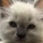 قطط همالايا للبيع