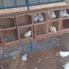 غرانيق للبيع جمله