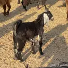 مكه المكرمه