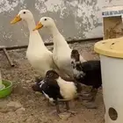 بط بكيني