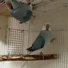 زوج ازواج دره كلير تيل