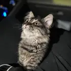 ذكر شيرازي