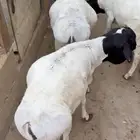 برابر جذعان فل