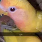 للبيع فروخ الي له خاطر يكلمني وتساب