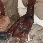 دجاج باكستاني   أصيل