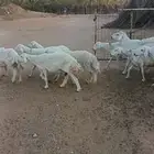 حريات متابيع 38 يتبعها 37