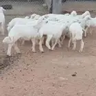 هرافى حري من الإنتاج