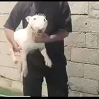 كلب البول ترير