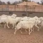 حريات متابيع و دفيع