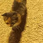 قطه للبيع