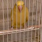 درة لاتينو عيون حمر