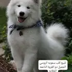 فصيلة سامويد الروسية مواليد البلد