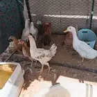 دجاج المزاحميه