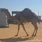 لقحة ملاقي ثنية طيبه