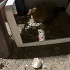 مطلوب دجاجه راقده علا البيض