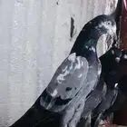 تم البيع جوز تيدي شينا