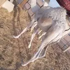 قعدان للبيع