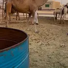 بكستانيه كفو القحه للبيع