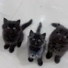 قطط كيتن للبيع