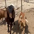 تيس فحل