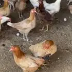 دجاج بلدي وبط