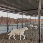 مشروع فحل حري