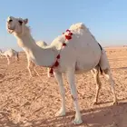 000