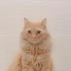 قط للتبني