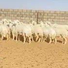 126رخال حريات حرش صنف الصنف