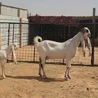 عنز هولندية بيضاء طيبة وجرم تحتها تيسين