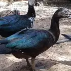 للبيع ذكور واناثي بح