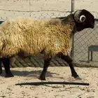 خروف فحل خصم