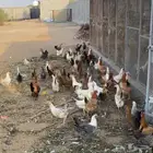 للبيع دجاج بياض بلدي و فرنسي وفيومي