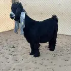 عرض بيع جذع عارضي ضغط عالي