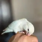 للبيع روز ألبينو عيون حمر