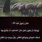 بليزر جمس فورد