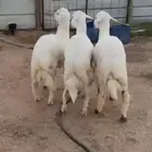 طليان حري فواخر