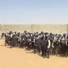 معزا عوارض مراح خلفات صنف