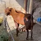 فحل ادهم بلدي منوة القاني ( جامع ) لا يتواصل الا الصامل