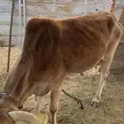 بقره حايل للبيع
