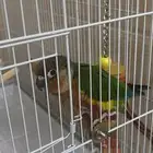 طير كنيور