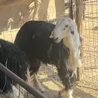 طليان نجدي جبره وفاخره.