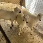 خرفان اضاحي