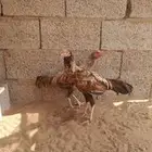 للبيع دجاج باكستاني سندي بيور