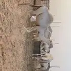 قعود كفو حراقي