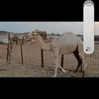 حاشي للبيع