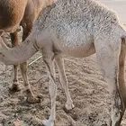 بكرة للبيع