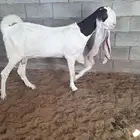 للبيع 3 معزا حجازيات فواخر ودافع